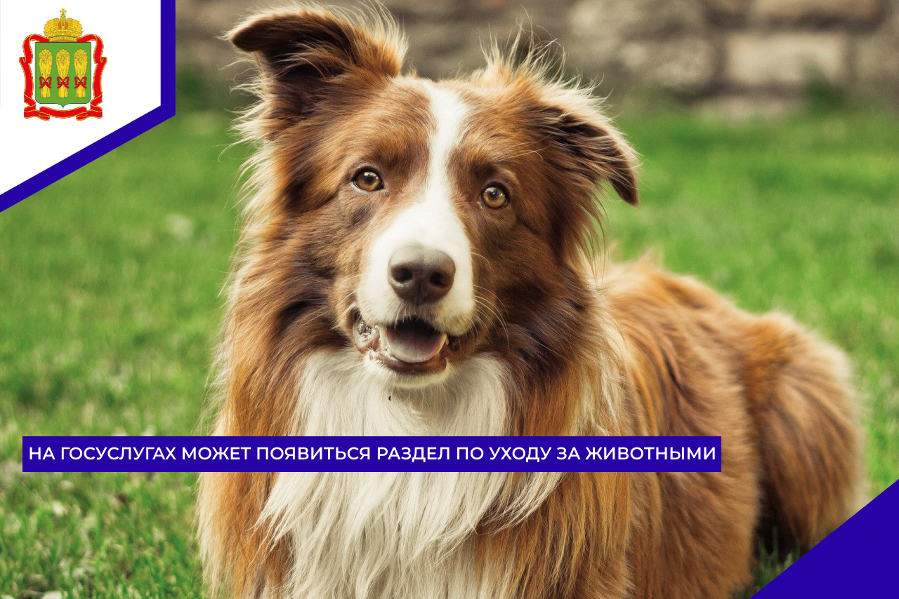 На Госуслугах может появиться раздел по уходу за животными