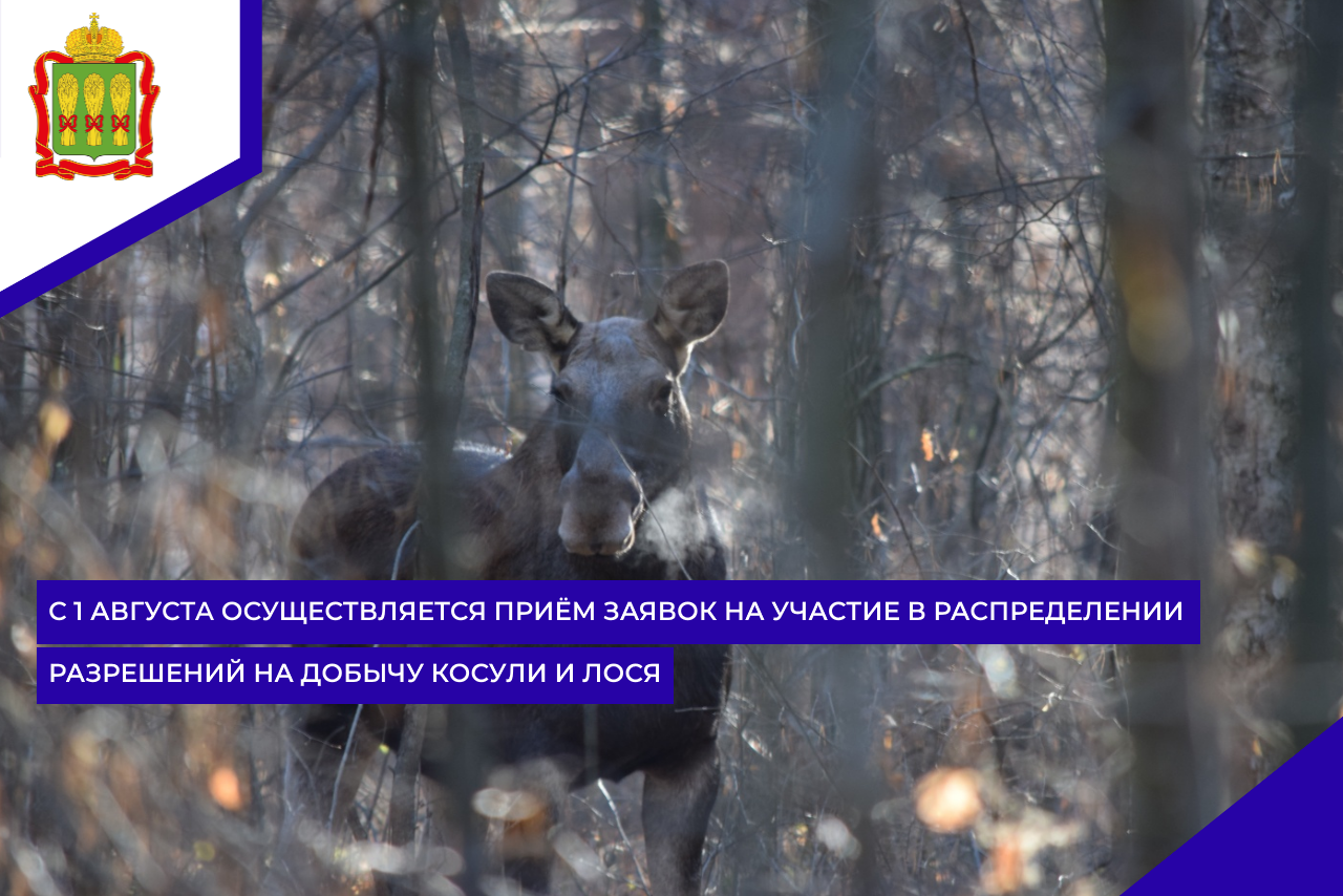 С 1 августа осуществляется приём заявок на участие в распределении разрешений на добычу косули и лося 
