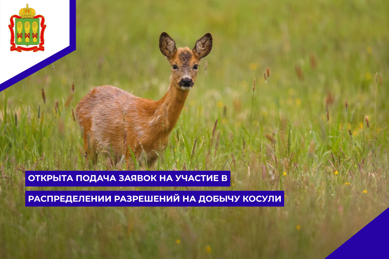 Открыта подача заявок на участие в распределении разрешений на добычу косули через Региональный портал государственных и муниципальных услуг