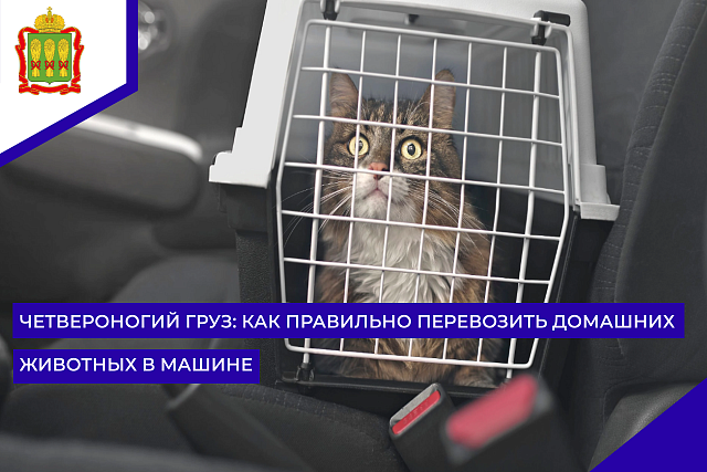 Четвероногий груз: как правильно перевозить домашних животных в машине Четвероногий груз: как правильно перевозить домашних животных в машине